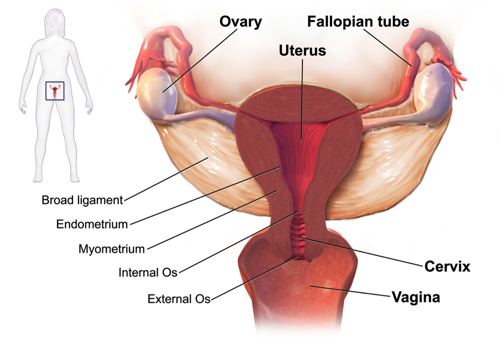 Diagram of the female reproductive system. 