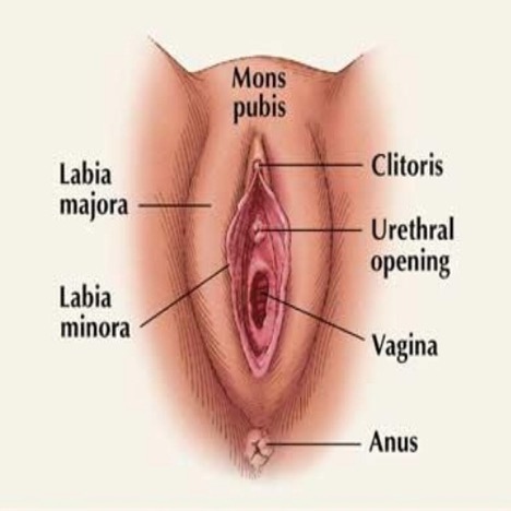 Anatomical diagram of a vulva, including: mons pubis, labia majora, labia minora, clitoris, urethral opening, vagina, and anus.