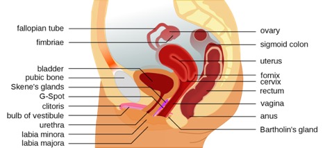 Labeled side-view diagram of female genitals and anatomy. Included in the anatomical diagram includes: Fallopian tube, fimbriae, bladder, pubic bone, scene's glands, G-Spot, clitoris, bulb of vestibule, urethra, labia minor, labia major, ovary, sigmoid colon, uterus, fornix, cervix, rectum, vagina, anus, and bartholin's gland.