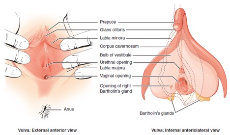 Labeled external and internal diagrams of female anatomy, including: prepuce, glans clitoris, labia minora, corpus cavernous, bulb of vestibule, urethral opening, labia majora, vaginal opening, and opening of right bartholin's gland.