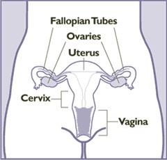 Labeled diagram of uterus, including: Fallopian tubes, ovaries, uterus, cervix, and vagina.
