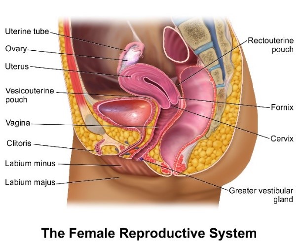 Anatomical diagram of the female reproductive system, including: rectouterine pouch, fornix, cervix, greater vestibular gland, labium majus, labium minus, clitoris, vagina, vesicouterine pouch, uterus, ovary, and uterine tube.
