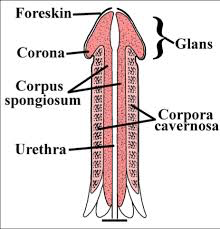 Anatomical diagram of penis containing: foreskin, corona, glans, corpus spongiosum, urethra, and corpora cavernosa.