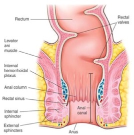 Anatomy of the anus.