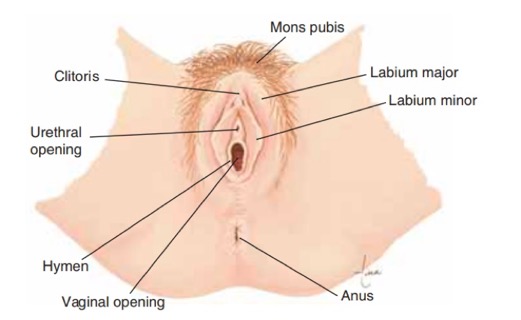 Anatomical diagram of vulva, including the clitoris, mons pubis, labium major, labium minor, anus, vaginal opening, hymen, and urethral opening.