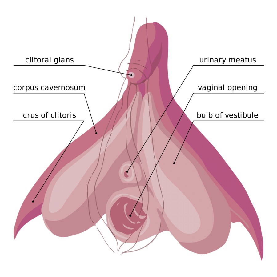 Anatomical diagram of a clitoris, including clitoral glans, corpus cavernous, crus of clitoris, urinary meatus, vaginal opening, and bulb of vestibule.