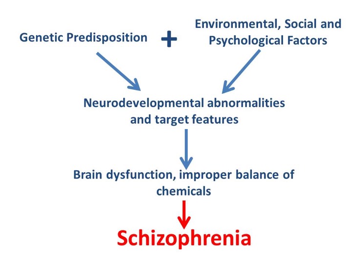 A top to bottom chart that reads: genetic predisposition plus environmental, social and psychological factors leads to neurodevelopment abnormalities and target features lead to brain dysfunction, improper balance of chemicals leads to schizophrenia.