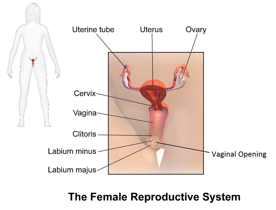 TheFemale Reproductive System
