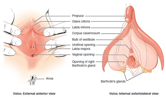 Diagram of the Vagina 