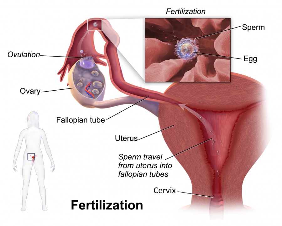 Diagram of fertilization