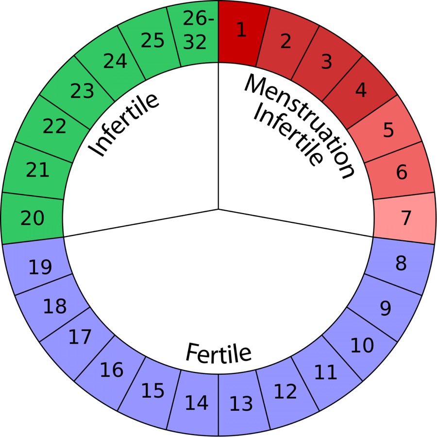 Fertility cycle diagram