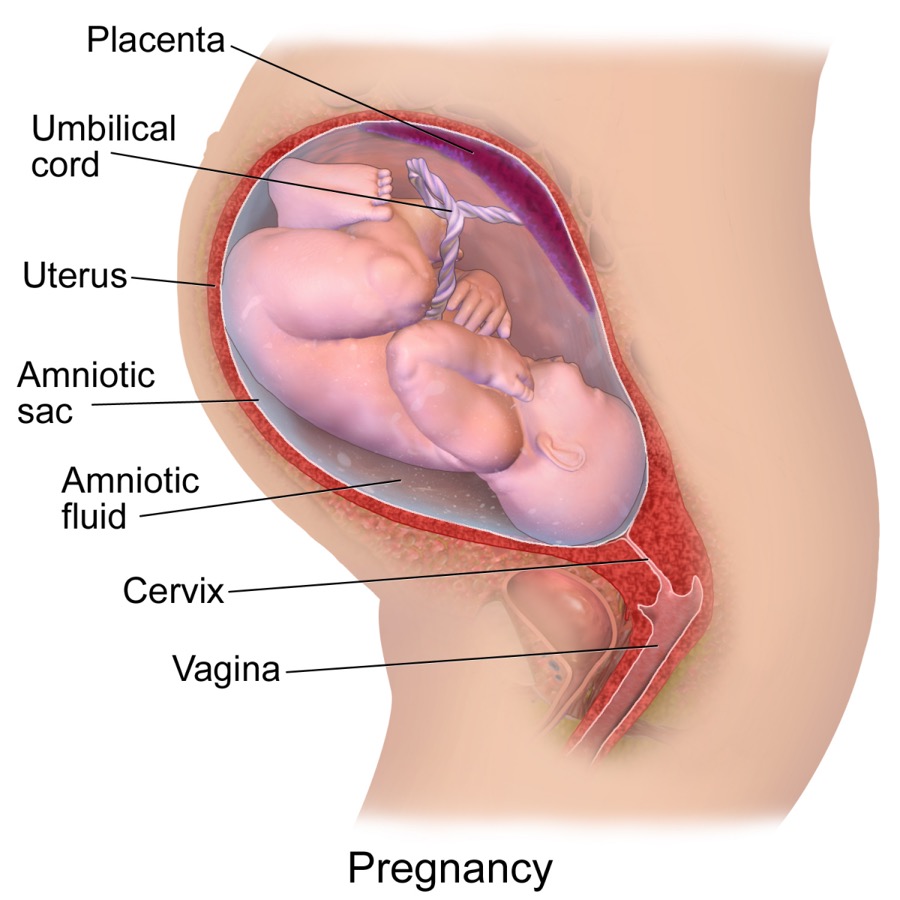 vulva cu penis ce vitamina contribuie la o erecție