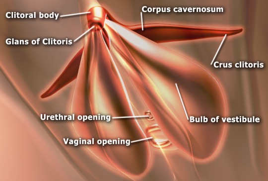 Diagram of clitoris