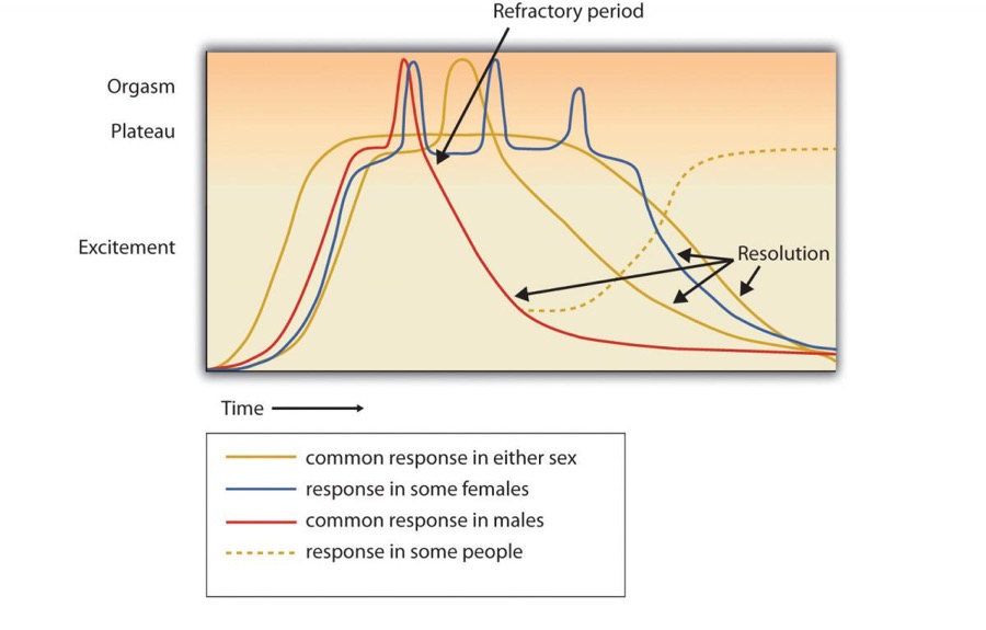 A graph demonstrating the common, female, male, and less common sexual response, starting with excitement, then plateau, orgasm, (refractory period in males) and ending with resolution.