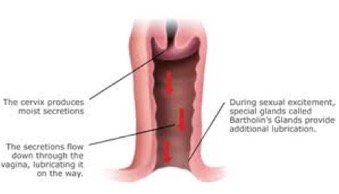 A sexually aroused cervix producing moist secretions that travel down the vaginal canal. Bartholin's glands produce additional secretion and lubrication of the vagina. 
