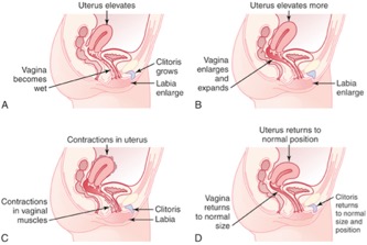 Uterus elevates, vagina becomes wet, clitoris and labia enlarge during excitement. Uterus elevates more, vagina expands, and labia enlarge during plateau. Contractions in uterus and vagina following orgasm. Uterus, vagina, and clitoris return to normal size/ position at resolution. 