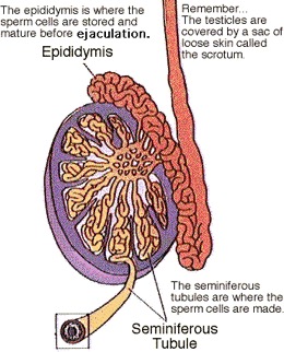 A diagram of the male testes. 