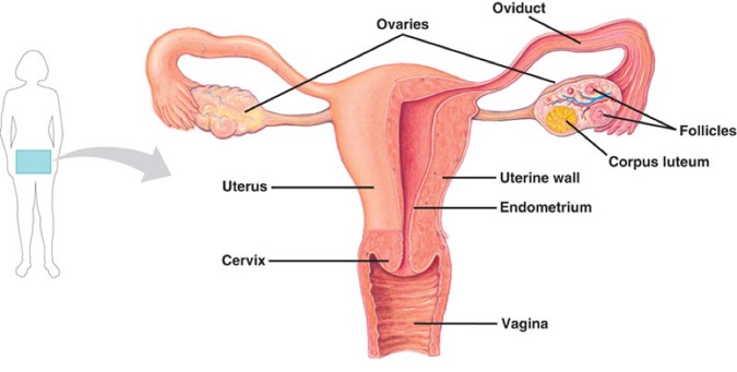 A diagram of the female reproductive system. 