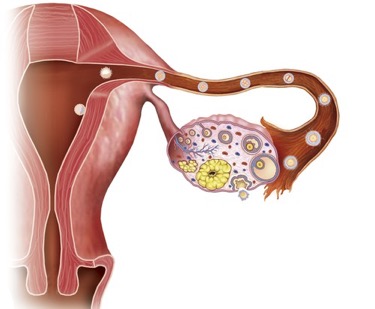 A diagram of ovulation. 