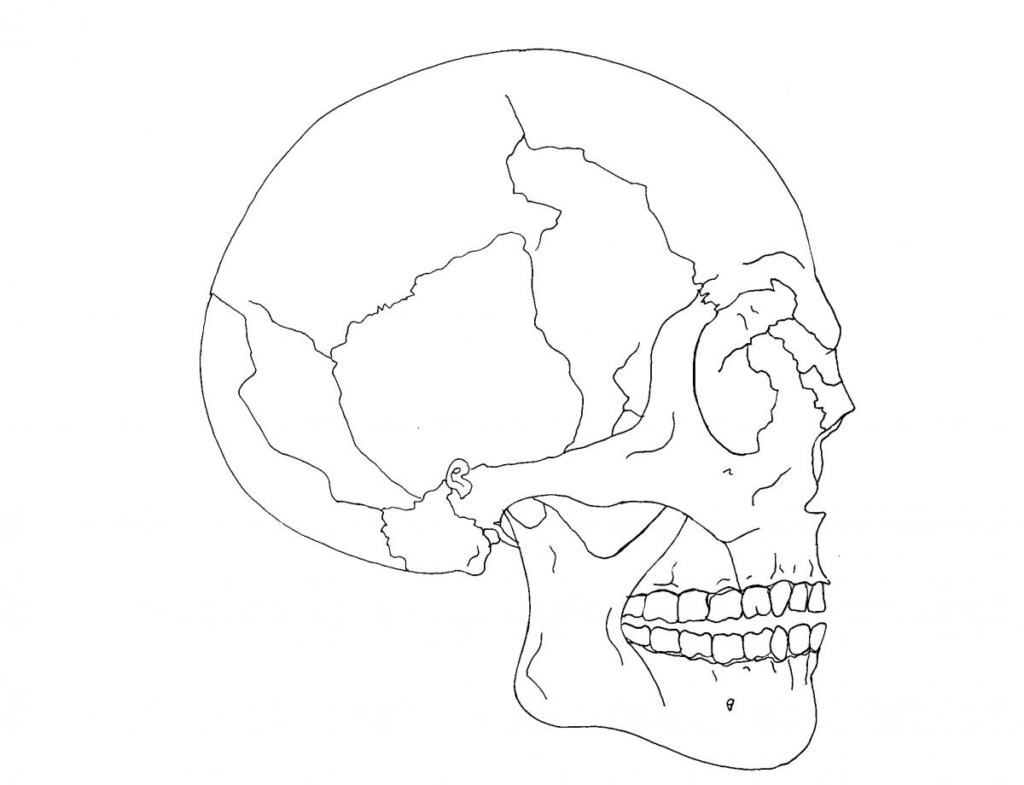 Human skull. 