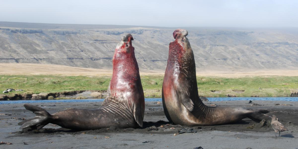 Two elephant seals. 