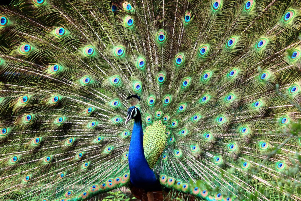 A peacock. 