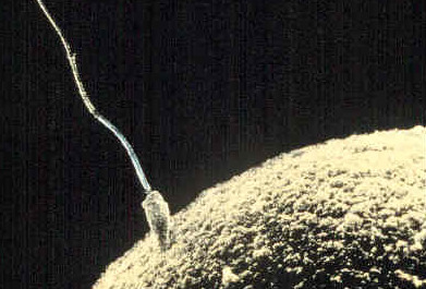 Sperm fertilizing egg. 
