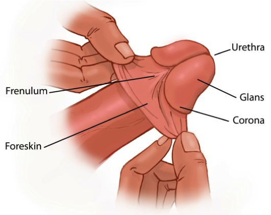A drawn penis. A person's hands are lifting the penis' foreskin.