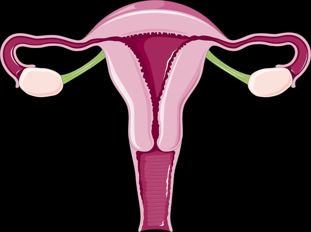 The female reproductive system. 