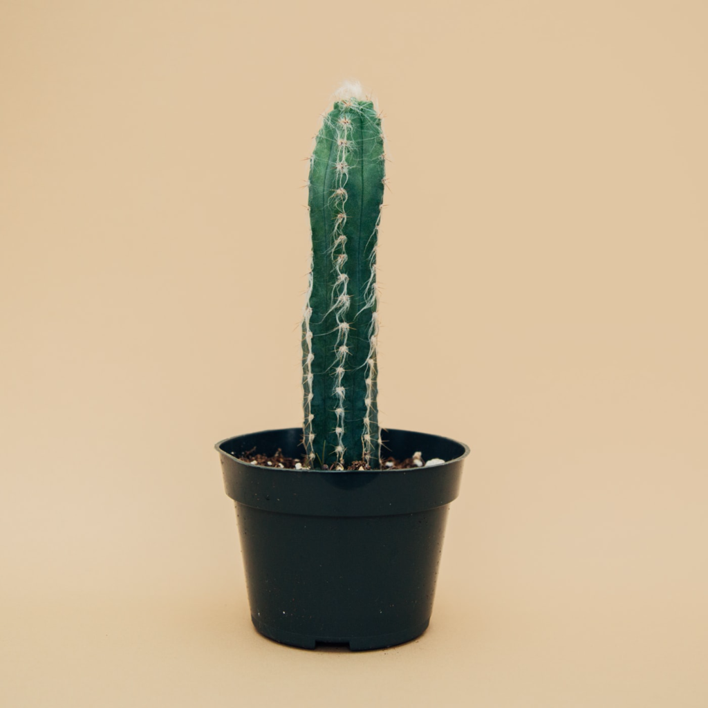 A green cactus in a black pot.