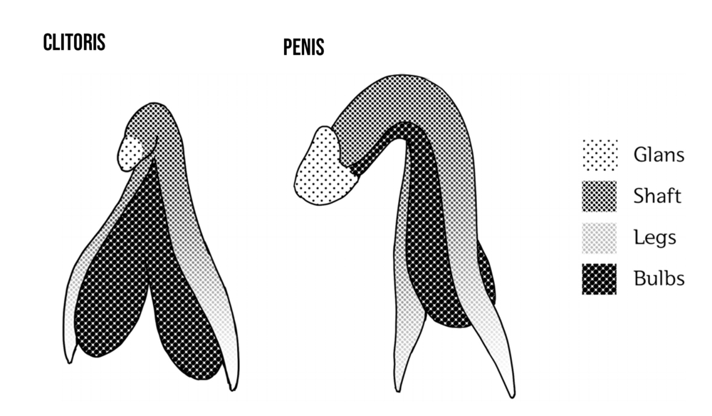 A clitoris and a penis side-to-side. The penis and clitoris are shaded in with shades of gray, black and white to show similarities of glans, shaft, legs, and bulbs.