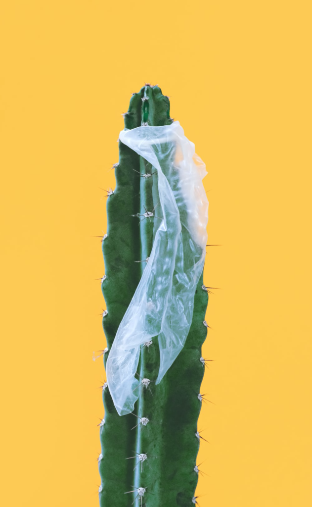 A ripped condom over a cactus.