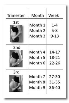 Chart showing woman in different trimesters of pregnancy