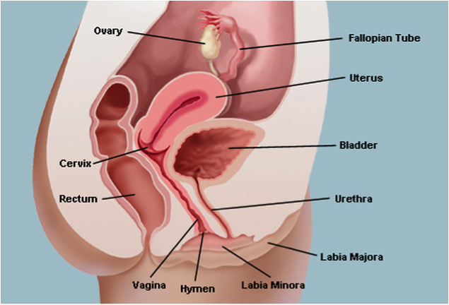 Diagram of the female reproductive system. 