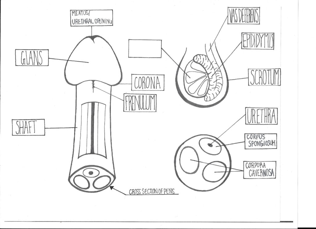 A digram of the anatomy of a penis and scrotum.