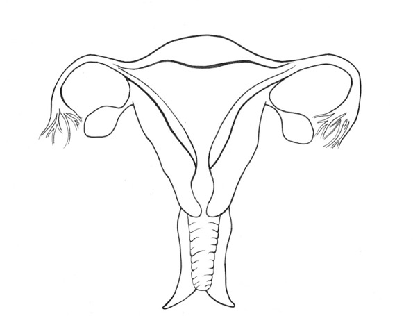 Anatomy of fallopian tubes and ovaries