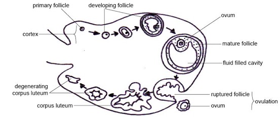 Anatomical diagram of process of ovulation.