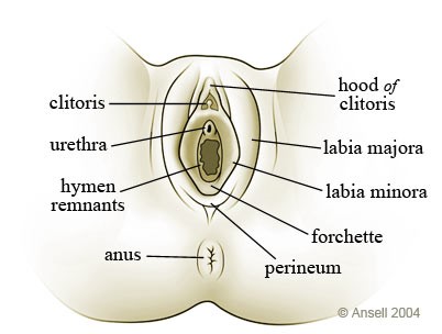 Diagram of female anatomy