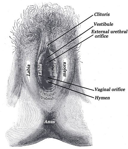 A diagram of a vulva including: labia majora, labia minora, clitoris, vestibule, external urethral orifice, vaginal orifice, and hymen.