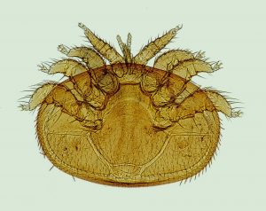 magnified varroa mite
