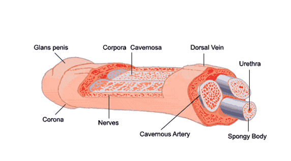 Anatomical diagram of a penis, including: glans penis, corpora cavernosa, dorsal vein, urethra, spongy body, cavernous artery, nerves, and corona.