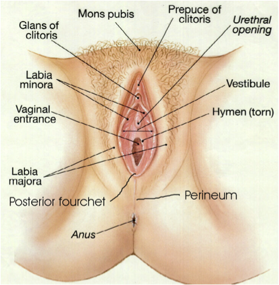 Anatomical diagram of the vulva including: glans of clitoris, mons pubis, prepuce of clitoris, urethral opening, vestibule, hymen, perineum, anus, posterior fourchet, labia major, vaginal entrance, an dlabia minora.