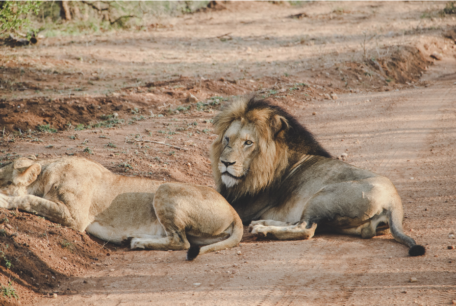 One male lion and one female lion sleeping next to each other.