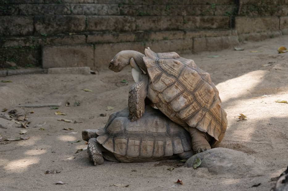 Two turtles engaging in intercourse with one turtle on top of the other.