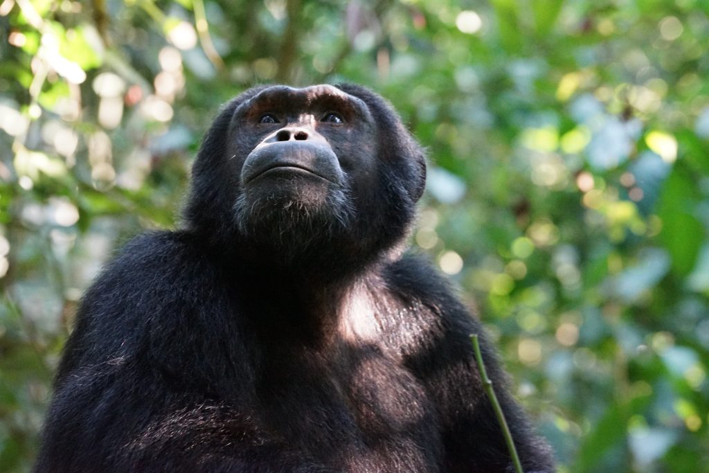Chimpanzee looking off into the distance while surrounded by trees