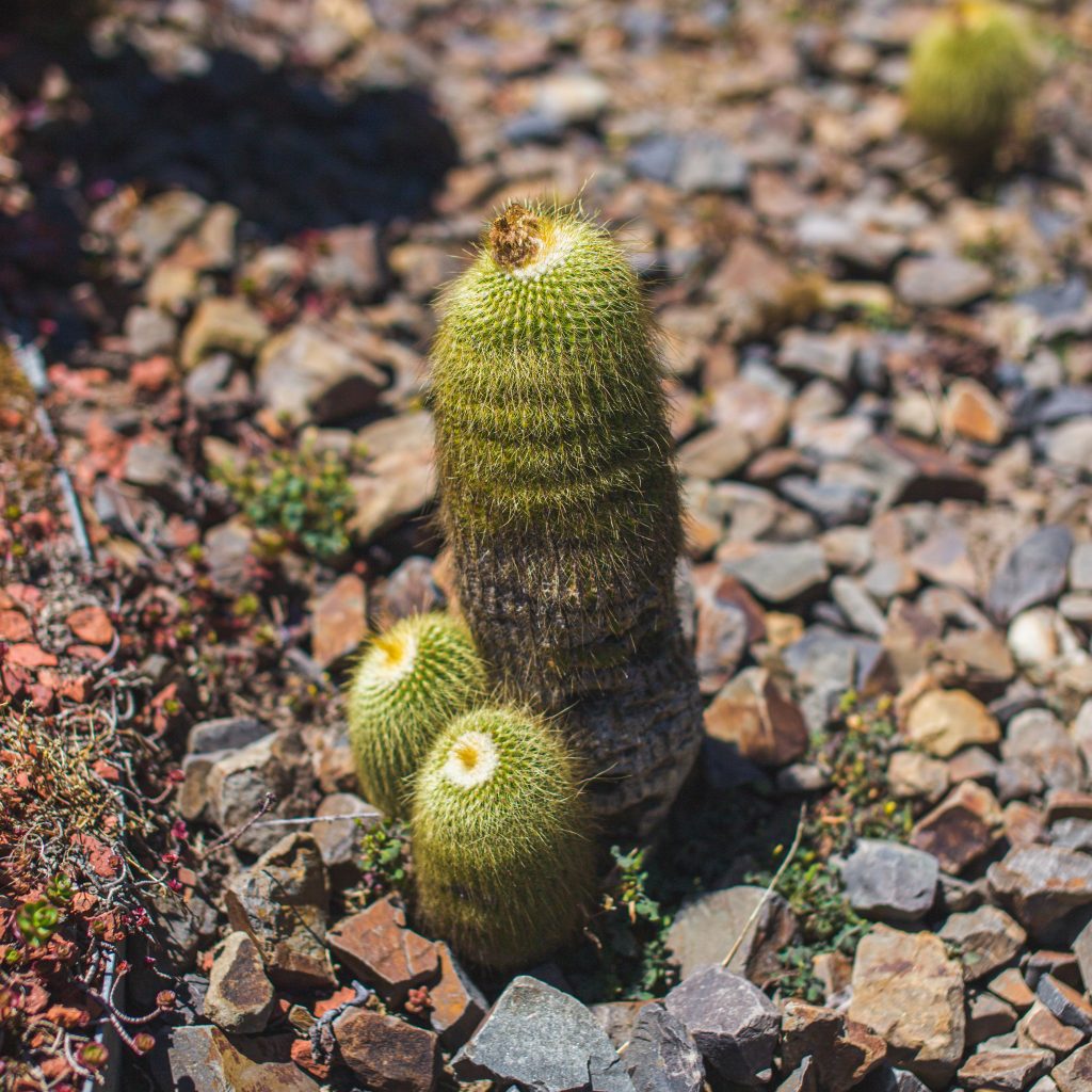Grouping of three cactuses with one significantly taller than the other two, making the grouping look like a penis