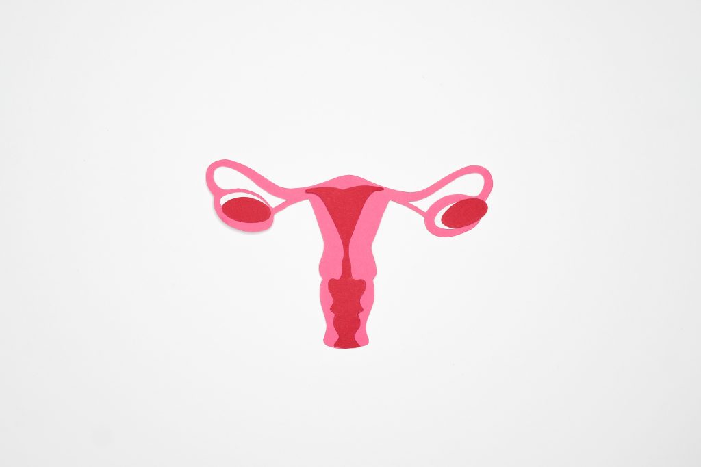 A pink cartoon image of the female reproductive system
