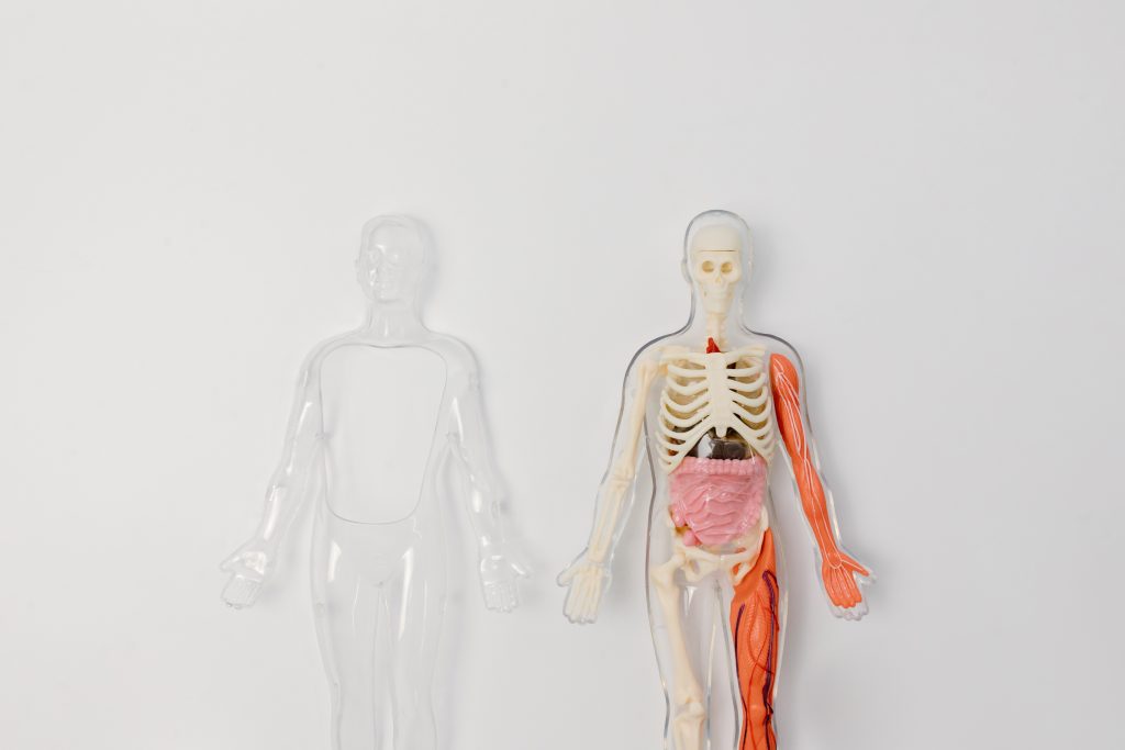 Skeleton with tissues inside showcasing the human anatomy